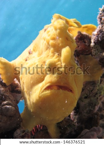 Yellow Painted frogfish (Antennarius pictus) - macro shot, Red sea, Egypt
