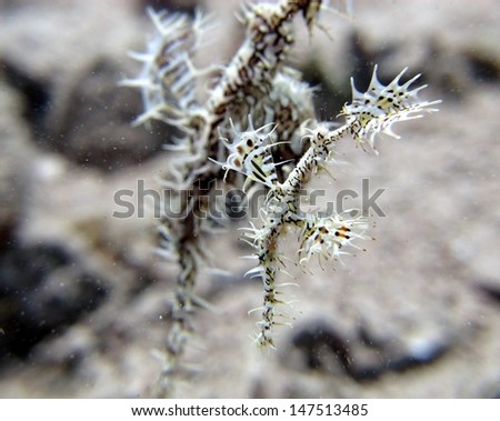 Couple of the Ornate Ghost Pipefish (Solenostomus paradoxus) hiding close to the bottom of the Red sea, Egypt