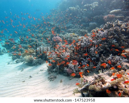 Underwater landscape. Beautiful underwater view. Reef with a lots of corals and red fishes - anthias in crystal clear water. Egypt, Red sea
