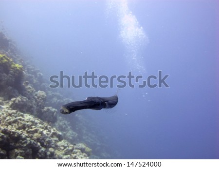 Very friendly Smooth cornetfish (Fistularia commersonii) - silhouette of the long nose fish