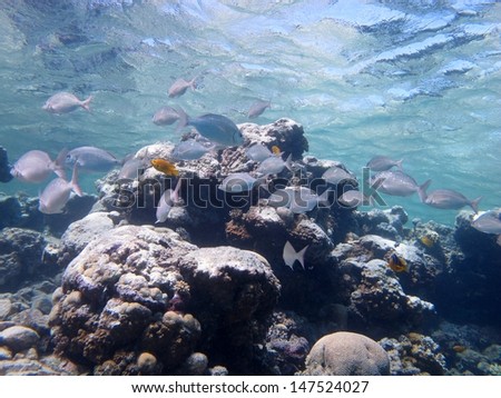 Underwater landscape. Beautiful underwater view. Reef with a lots of corals and fishes in crystal clear water. Egypt, Red sea
