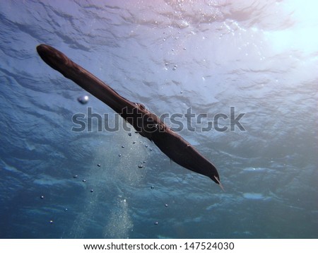 Very friendly Smooth cornetfish (Fistularia commersonii) - silhouette of the long nose fish