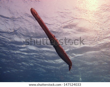 Very friendly Smooth cornetfish (Fistularia commersonii) - silhouette of the long nose fish, swimming very close to the divers