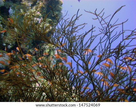 Underwater landscape. Beautiful underwater view. Reef with a lots of corals and fishes in srystal clear water. Egypt, Red sea
