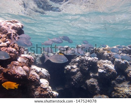 Underwater landscape. Beautiful underwater view. Reef with a lots of corals and fishes in crystal clear water. Egypt, Red sea