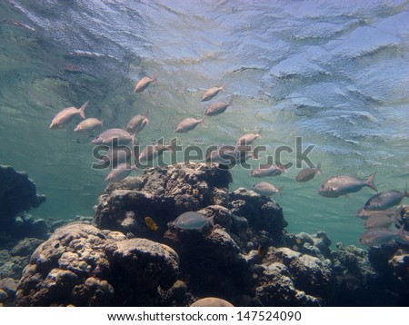Underwater landscape. Beautiful underwater view. Reef with a lots of corals and group of silver fishes in crystal clear water. Egypt, Red sea