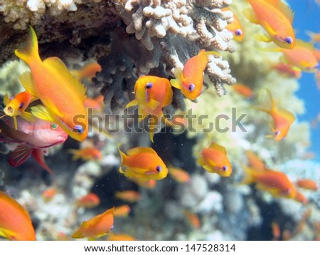 School of Oman anthiases (Pseudanthias marcia) around the soft coral in beautiful sandy lagoon