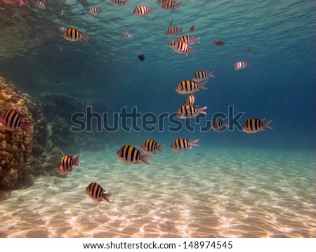 School of the Indo-pacific sergeants (Abudefduf vaigiensis) inside the shallow sandy lagoon with the coral reef, Red sea, Egypt