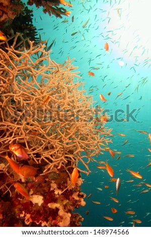 Beautiful underwater view with hard and soft corals, turquoise blue water behind and school of fishes around, with the reflection from the sun