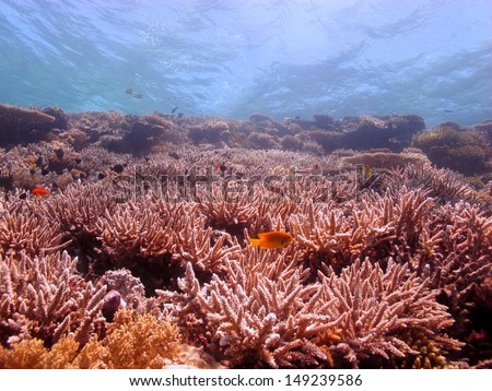 Beautiful underwater landscape with healthy hard corals and turquoise blue water behind. Red Sea, Egypt