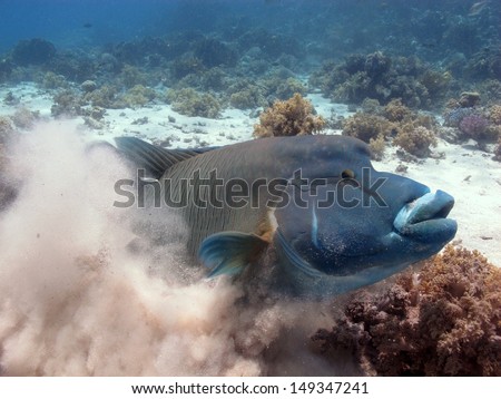 Friendly Napoleon wrasse (Cheilinus undulatus) swimming with divers in beautiful shallow lagoon at Shark and Yolanda reef, Sharm el Sheikh, Red Sea, Egypt