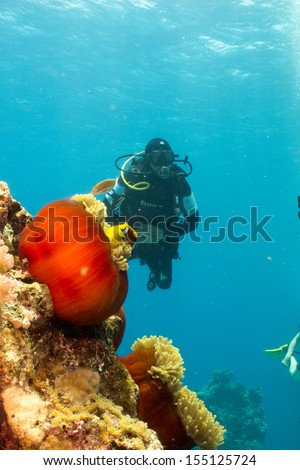 Underwater view with silhouette of a diver observing the anemone city with beautiful orange anemone. Red Sea, Egypt