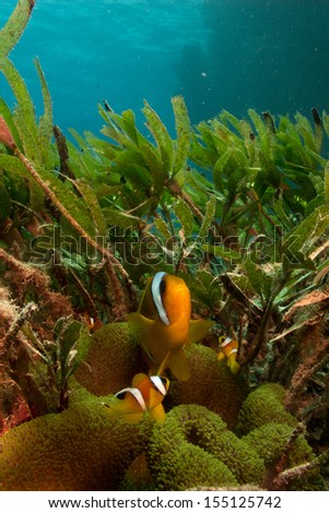 Couple of Red Sea anemonefish (Amphiprion bicinthus) in very rare green anemone coral on the bottom with the turquoise water behind. Dolphin house, Marsa Alam, Egypt, Red Sea
