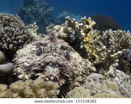 A pink dark stonefish (Synanceia verrucosa) - the perfect mimicry on the top of the pinnacle