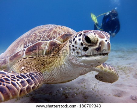 A sea turtle - Green turtle (Chelonia mydas) swimming close to the sandy bottom, with a woman diver behind