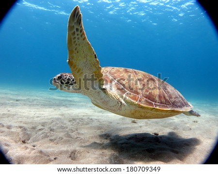 A sea turtle - Green turtle (Chelonia mydas) swimming close to the sandy bottom