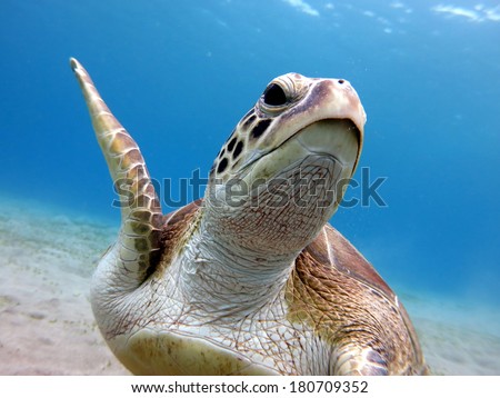 A portrait of the sea turtle - Green turtle (Chelonia mydas) swimming close to the sandy bottom