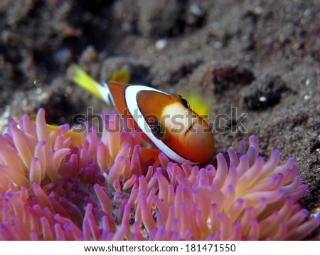Red Sea anemonefish (Amphiprion bicintus) protecting his purple anemone coral