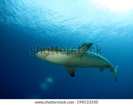 A dream shark dive. Shark feeding dive, Micronesia, Yap. White tip reef shark and grey tip reef shark