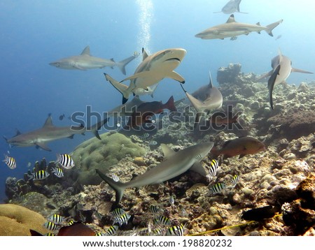 White and grey tip reef shark. A feeding dive. Micronesia, Yap, Pacific ocean. Dangerous predators swimming in blue water.