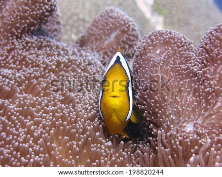 Red sea anemone fish. Yellow nemo hiding himself in the purple anemone coral. Micronesia, Yap, Pacific ocean