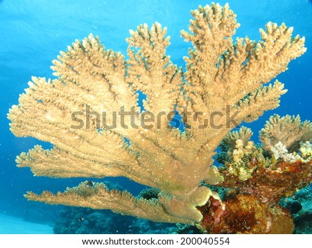 Beautiful underwater view with the reef (huge table coral, school of anthias fish behind), coral fishes and the silhouette of the boat on the surface. Waves and reflection of the sun. Micronesia, Yap.