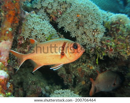Red Big-eye fish around the beautiful reef. Micronesia, Yap, Pacific ocean.
