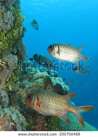 Red Big-eye fish around the beautiful reef. Micronesia, Yap, Pacific ocean.