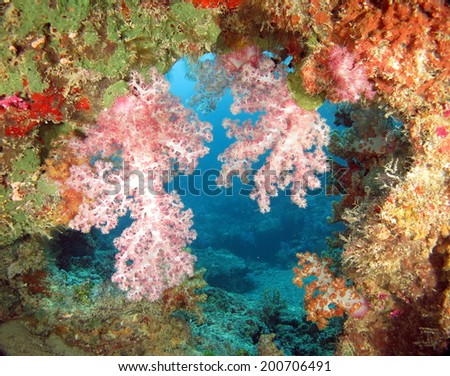 Beautiful underwater view. A pink soft coral against the clear blue water. The colors of the ocean. Micronesia, Yap.
