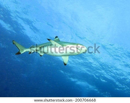 Black tip reef shark swimming in perfectly clear water. Micronesia, Yap, Pacific ocean.