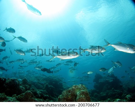 A huge school of jack fish playing in the channel in shallow water, with the reflection from the surface. MIcronesia, Yap, Pacific ocean