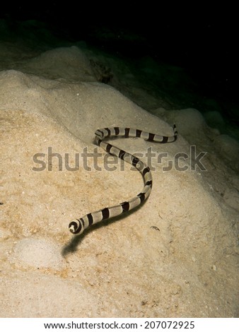 Sea snake, white and black snake, on the sandy bottom. Togeans, Indonesia.