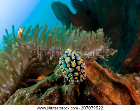 A nudibranch (sea slug) and an Anemone fish, nemo behind. Portrait of the fish with anemone coral. Togeans, Indonesia.