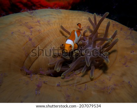 Anemone fish.  Portrait of the fish with beautiful unusual close white anemone coral with hundreds transparent cleaning shrimps around. Togeans, Indonesia.
