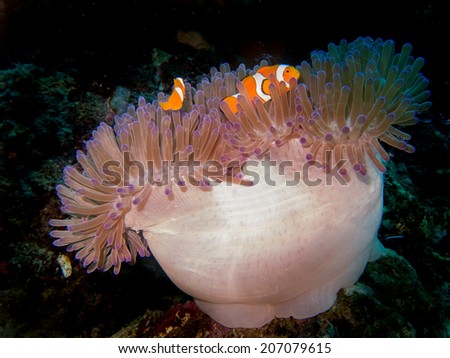 Anemone fish, nemo. Portrait of the fish with anemone coral. Togeans, Indonesia.