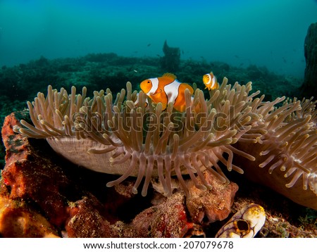 Anemone fish. Portrait of the fish with anemone coral. Togeans, Indonesia.