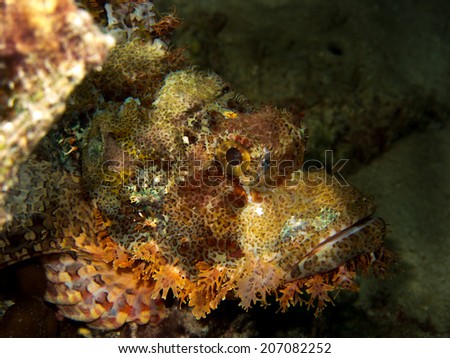 Scorpion fish (scorpaenopsis barbatus). Portrait of the ugly fish. Head of the scorpion fish, camouglafe on the bottom. Mimicry. Indonesia, Togeans.