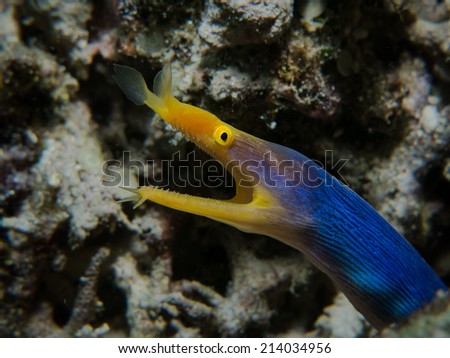 Portrait of the yellow-blue ribbon eel, Blue Ribbon Eel (Rhinomuraena quaesita) inside its lair. Macro shot. Togeans, Indonesia.