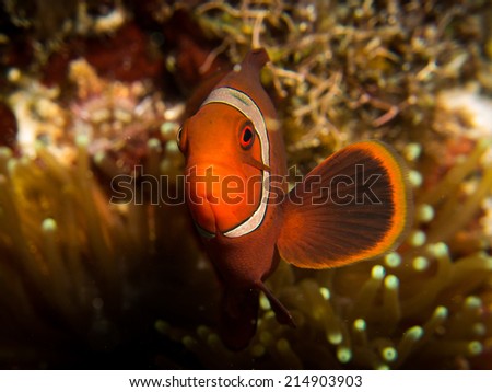 Anemone fish (\