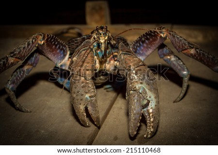 The coconut crab (Birgus latro), is a species of terrestrial hermit crab, known as the robber crab, ganjo crab or palm thief. The largest land-living arthropod in world, with a weight of up to 4.1 kg.