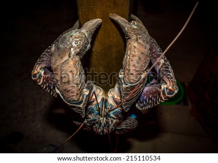 The coconut crab (Birgus latro), is a species of terrestrial hermit crab, known as the robber crab, ganjo crab or palm thief. The largest land-living arthropod in world, with a weight of up to 4.1 kg.