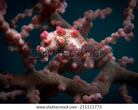 Beautiful pink Pygmy seahorse (Hippocampus bargibanti). The perfect camouflage on the pink fan coral. Syngnathid family or Syngnathidae. Family Syngnathidae is part of order Syngnathiformes.