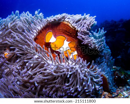 Nemo fish - Aphiprion bicintus, Anemone fish on its anemone soft coral. Komodo, Indonesia.