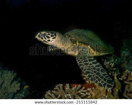 Hawksbil turtle (Eretmochelys imbricata), in the night, swimming close up to the reef. Indonesia, Komodo.