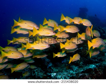 School, big group of Snappers, yellow fish with stripes, in deep water, close to the reef. Komodo, Indonesia.
