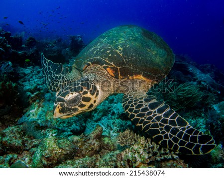 Portrait of the Hawksbill sea turtle (Eretmochelys imbricata) swimming close to the reef, Komodo, Indonesia.