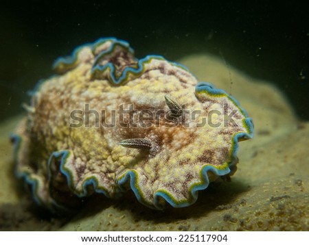 Exotic cool nudibranch on the top of a hard coral. Yap, Micronesia, Pacific ocean.