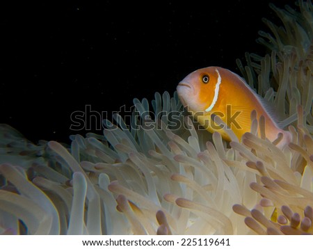 A clown fish - Indo pacific anemone fish, yellow nemo inside the anemone coral. Micronesia, Yap, Pacific ocean