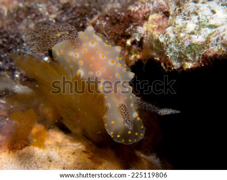 Exotic cool nudibranch, white with yellow dots. Yap, Micronesia, Pacific ocean.