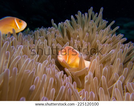 The anemone coral with couple of anemone fishes (clown, nemo fish). Micronesia, Yap, Pacofoc ocean.